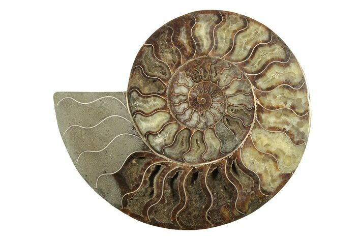Large, Cut & Polished Ammonite Fossil (Half) - Madagascar #239230